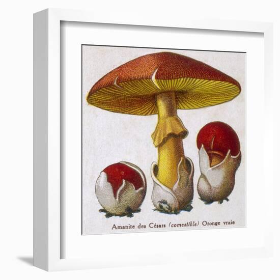 Caesar's Amanite (Agaricus Caesaricus) (Edible)-null-Framed Art Print