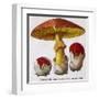 Caesar's Amanite (Agaricus Caesaricus) (Edible)-null-Framed Art Print