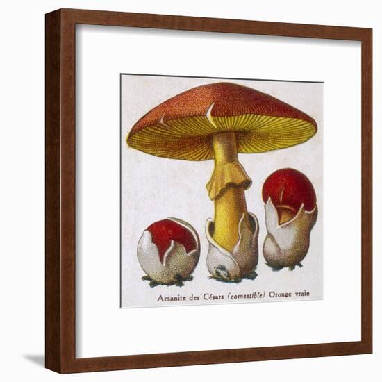 Caesar's Amanite (Agaricus Caesaricus) (Edible)-null-Framed Art Print