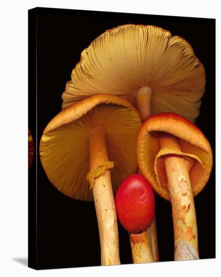 Caesars Mushrooms amanita-null-Stretched Canvas