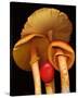 Caesars Mushrooms amanita-null-Stretched Canvas