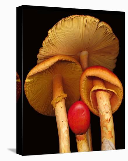 Caesars Mushrooms amanita-null-Stretched Canvas