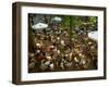 Cafe Overview, Leidseplein, Amsterdam, Holland-Walter Bibikow-Framed Premium Photographic Print