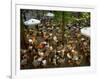 Cafe Overview, Leidseplein, Amsterdam, Holland-Walter Bibikow-Framed Photographic Print