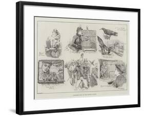 Cage-Bird Show at the Crystal Palace-S.t. Dadd-Framed Giclee Print