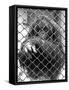 Caged Orangutan-null-Framed Stretched Canvas