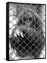 Caged Orangutan-null-Framed Stretched Canvas