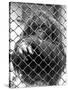 Caged Orangutan-null-Stretched Canvas