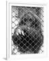 Caged Orangutan-null-Framed Photographic Print