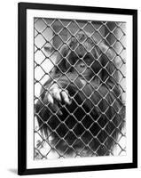 Caged Orangutan-null-Framed Photographic Print