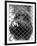 Caged Orangutan-null-Framed Photographic Print