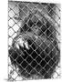 Caged Orangutan-null-Mounted Photographic Print