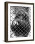 Caged Orangutan-null-Framed Photographic Print