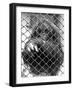 Caged Orangutan-null-Framed Photographic Print