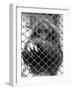 Caged Orangutan-null-Framed Photographic Print