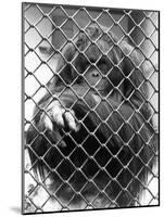 Caged Orangutan-null-Mounted Photographic Print