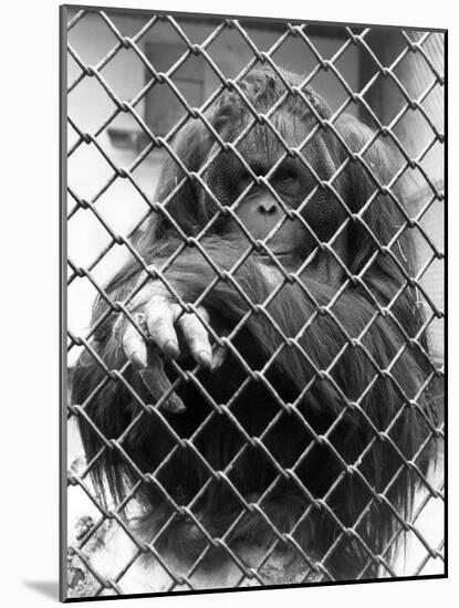 Caged Orangutan-null-Mounted Photographic Print