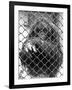 Caged Orangutan-null-Framed Photographic Print