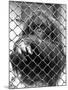 Caged Orangutan-null-Mounted Photographic Print