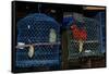 Caged Parrots-W. Perry Conway-Framed Stretched Canvas