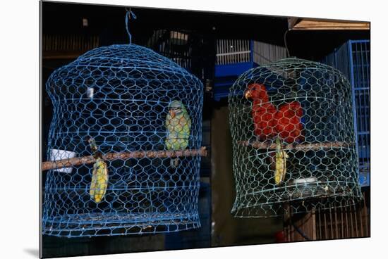 Caged Parrots-W. Perry Conway-Mounted Photographic Print