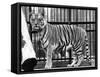 Caged Tiger-null-Framed Stretched Canvas