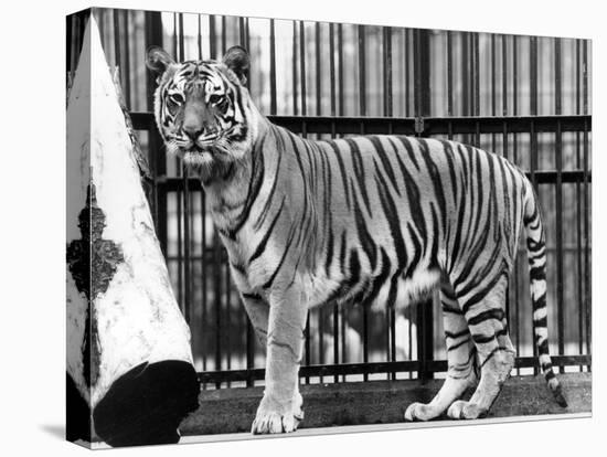 Caged Tiger-null-Stretched Canvas