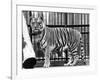 Caged Tiger-null-Framed Photographic Print