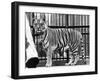 Caged Tiger-null-Framed Photographic Print