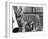 Caged Tiger-null-Framed Photographic Print