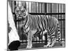 Caged Tiger-null-Mounted Photographic Print