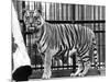 Caged Tiger-null-Mounted Photographic Print
