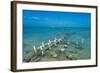 Caicos conch farm, Providenciales, Turks and Caicos, Caribbean, Central America-Michael Runkel-Framed Photographic Print