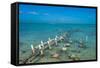 Caicos conch farm, Providenciales, Turks and Caicos, Caribbean, Central America-Michael Runkel-Framed Stretched Canvas