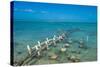 Caicos conch farm, Providenciales, Turks and Caicos, Caribbean, Central America-Michael Runkel-Stretched Canvas