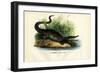 Caiman, 1863-79-Raimundo Petraroja-Framed Giclee Print