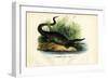 Caiman, 1863-79-Raimundo Petraroja-Framed Giclee Print