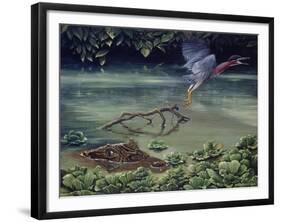 Caiman and Green-Backed Heron-Harro Maass-Framed Giclee Print