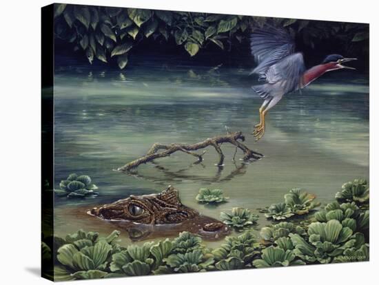 Caiman and Green-Backed Heron-Harro Maass-Stretched Canvas