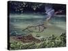 Caiman and Green-Backed Heron-Harro Maass-Stretched Canvas