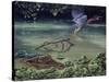 Caiman and Green-Backed Heron-Harro Maass-Stretched Canvas