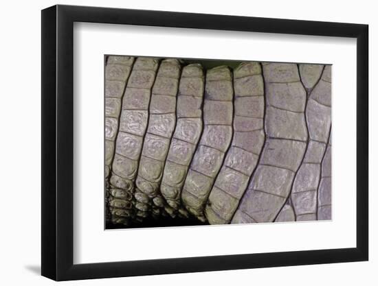 Caiman Crocodilus) (Spectacled Caiman) - Scales-Paul Starosta-Framed Photographic Print