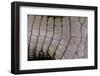Caiman Crocodilus) (Spectacled Caiman) - Scales-Paul Starosta-Framed Photographic Print