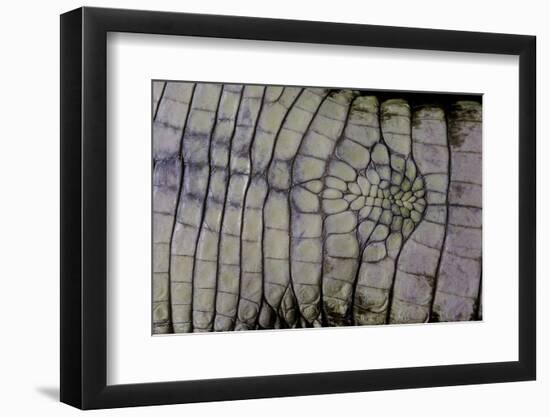 Caiman Crocodilus) (Spectacled Caiman) - Scales-Paul Starosta-Framed Photographic Print