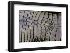 Caiman Crocodilus) (Spectacled Caiman) - Scales-Paul Starosta-Framed Photographic Print