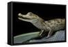 Caiman Crocodilus) (Spectacled Caiman)-Paul Starosta-Framed Stretched Canvas