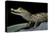 Caiman Crocodilus) (Spectacled Caiman)-Paul Starosta-Stretched Canvas