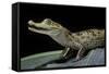 Caiman Crocodilus) (Spectacled Caiman)-Paul Starosta-Framed Stretched Canvas