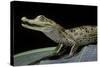 Caiman Crocodilus) (Spectacled Caiman)-Paul Starosta-Stretched Canvas