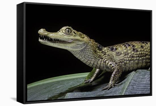 Caiman Crocodilus) (Spectacled Caiman)-Paul Starosta-Framed Stretched Canvas